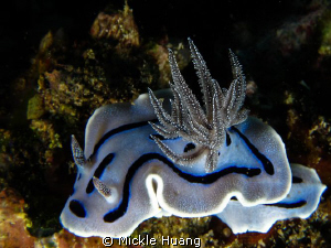 Chromodoris willani
Anilao, the Philippines by Mickle Huang 